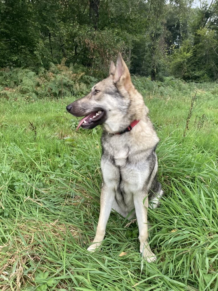 Obi, a Saarloos Wolfdog and Norwegian Elkhound mix tested with EmbarkVet.com