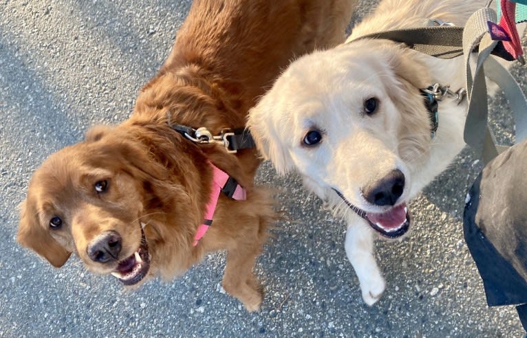 Gracie, a Golden Retriever tested with EmbarkVet.com