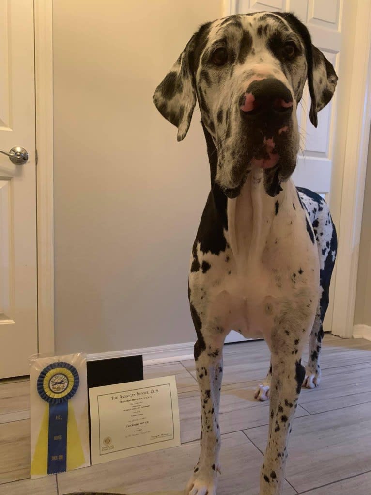 Molly, a Great Dane tested with EmbarkVet.com