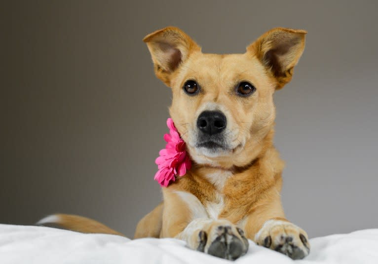 Zoe, an Australian Cattle Dog and Rat Terrier mix tested with EmbarkVet.com