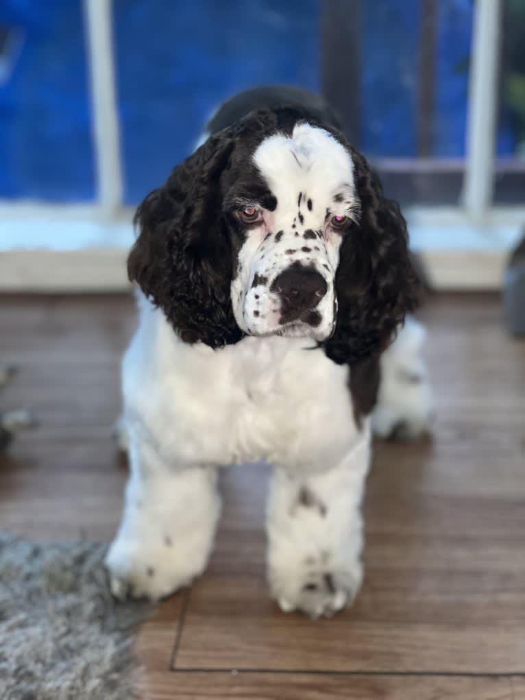 Stanley, a Cocker Spaniel tested with EmbarkVet.com