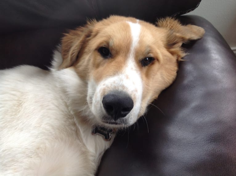 Yammo, a Great Pyrenees and Collie mix tested with EmbarkVet.com