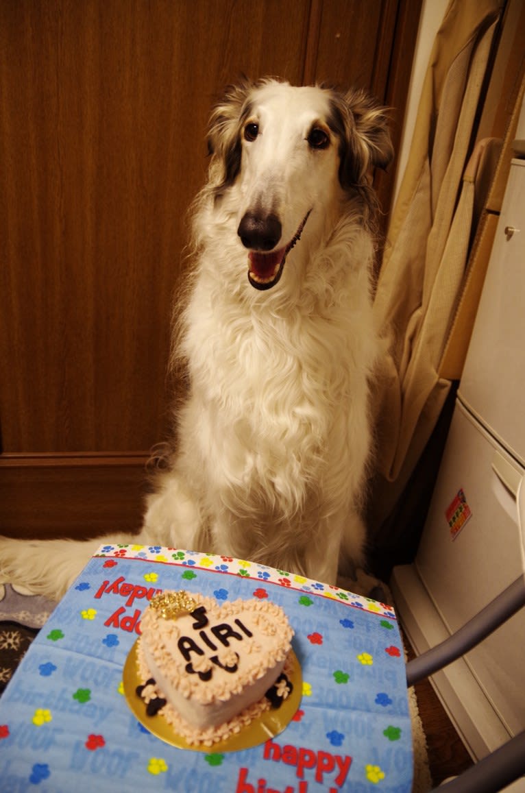 Airi, a Borzoi tested with EmbarkVet.com