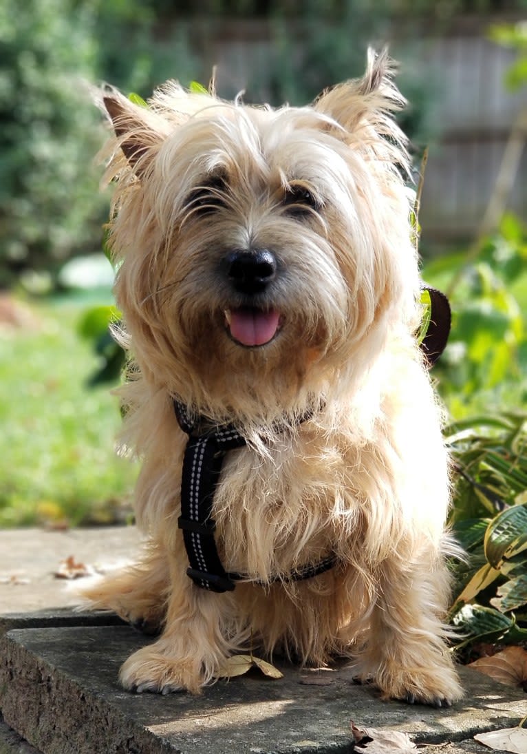 Macy Grace, a Cairn Terrier tested with EmbarkVet.com