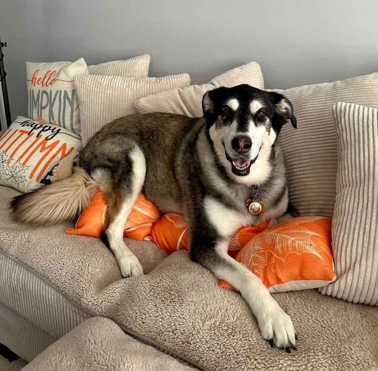 Keira, an Alaskan Malamute and Siberian Husky mix tested with EmbarkVet.com