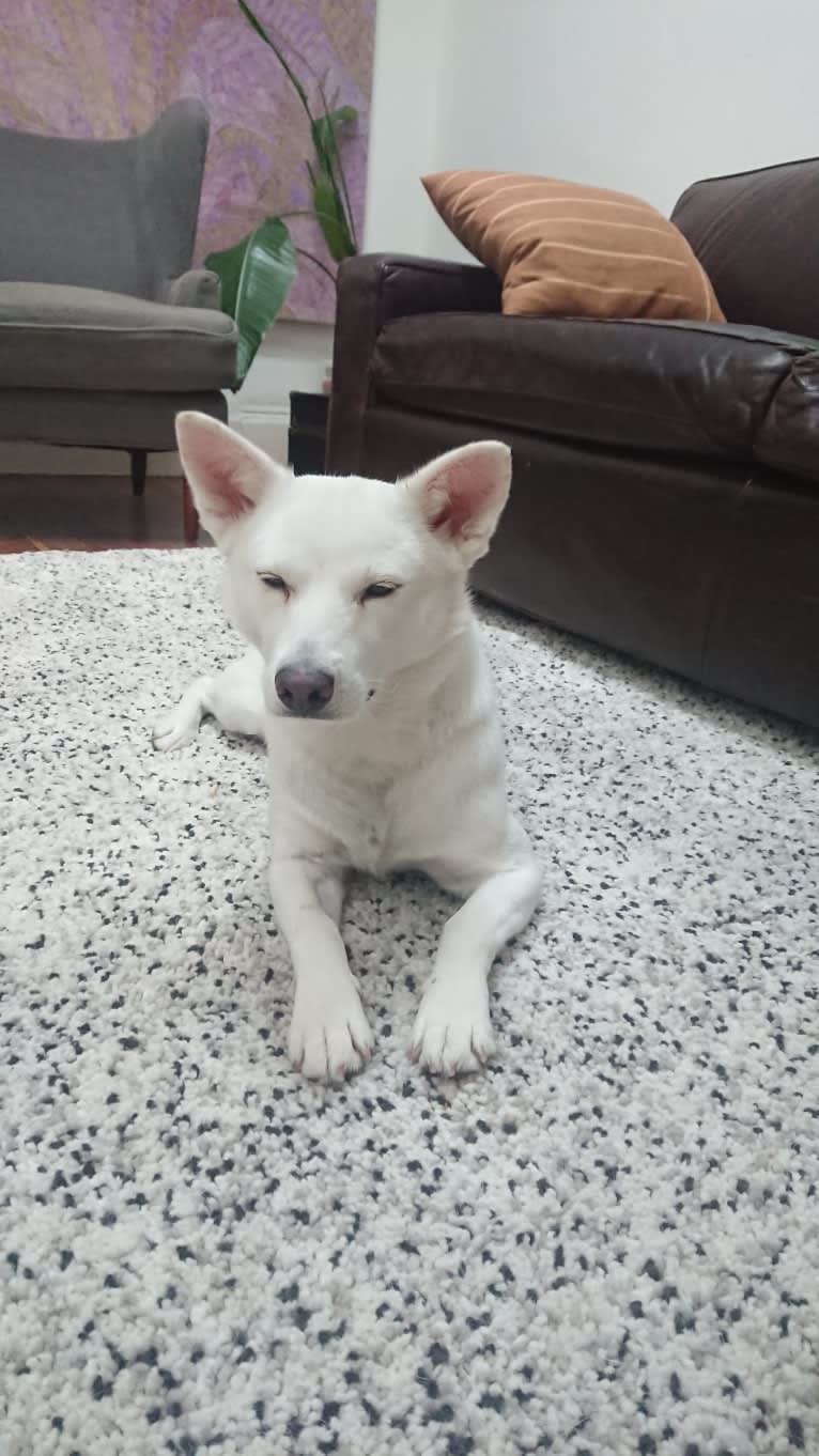 Bomi, a Jindo tested with EmbarkVet.com