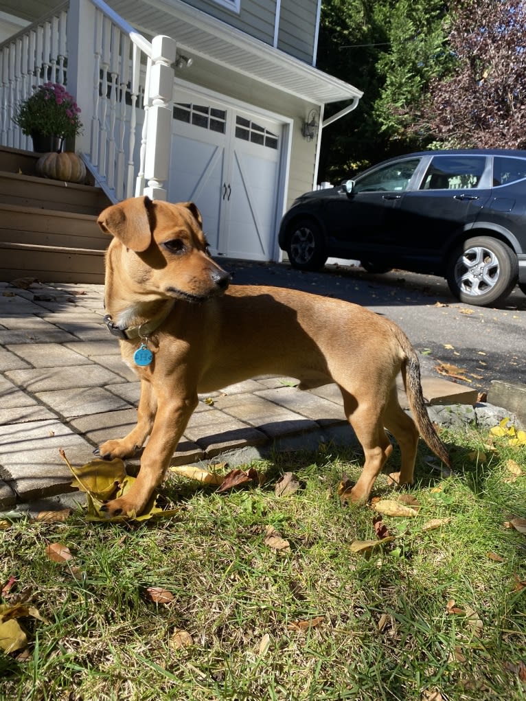 Harbor, a Chihuahua and Shih Tzu mix tested with EmbarkVet.com