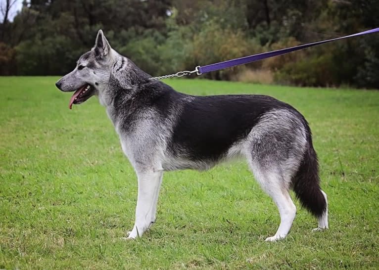 Cinder, a German Shepherd Dog and Siberian Husky mix tested with EmbarkVet.com