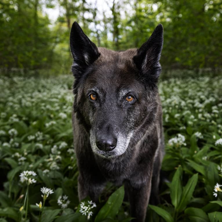 Tanis, an European Village Dog tested with EmbarkVet.com