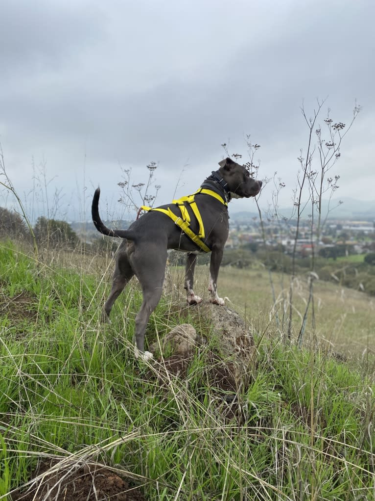 MaSiWei, an American Bully tested with EmbarkVet.com