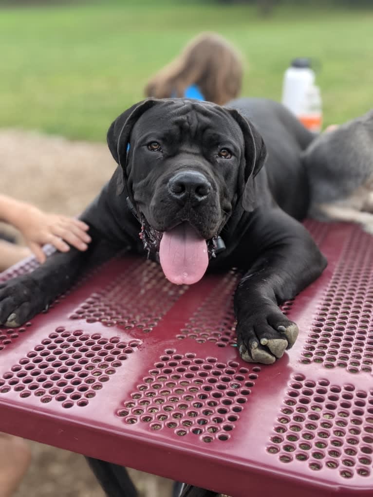 Jabali Boland, a Boerboel tested with EmbarkVet.com