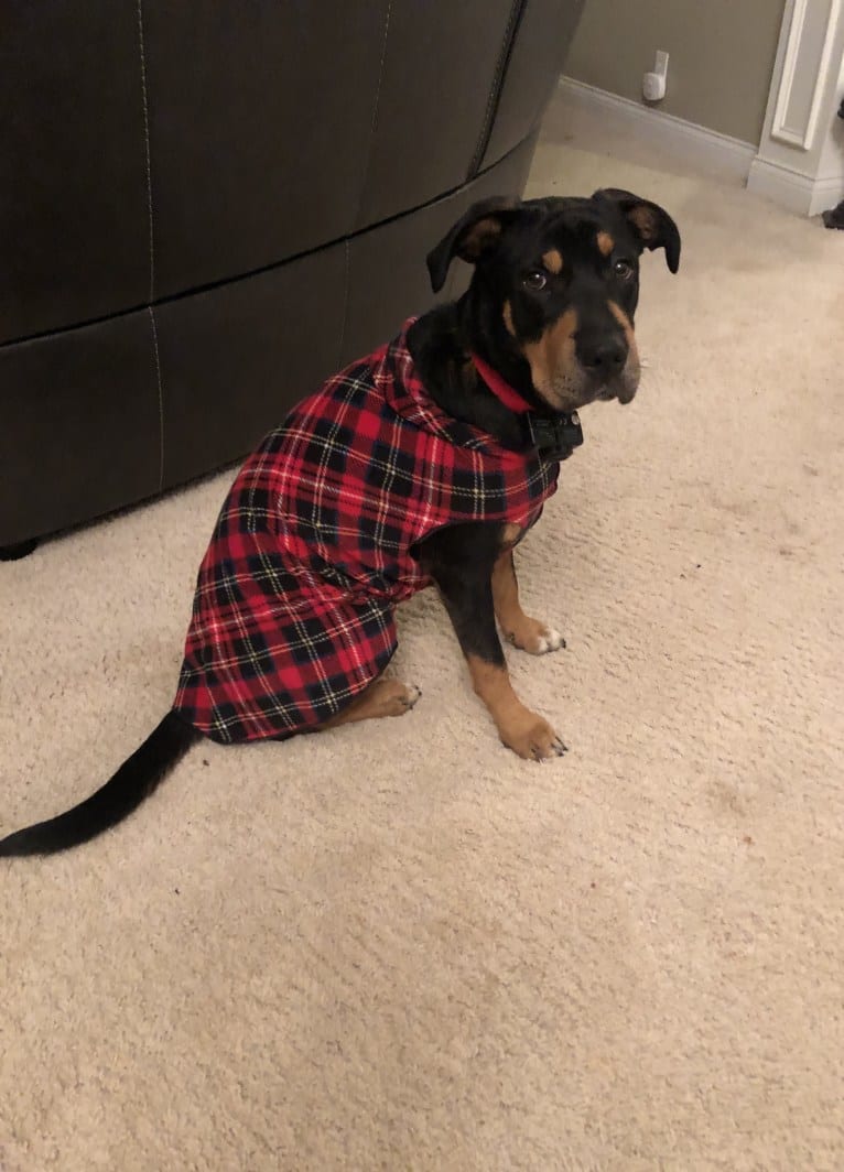 Miley, a Mountain Cur and Siberian Husky mix tested with EmbarkVet.com