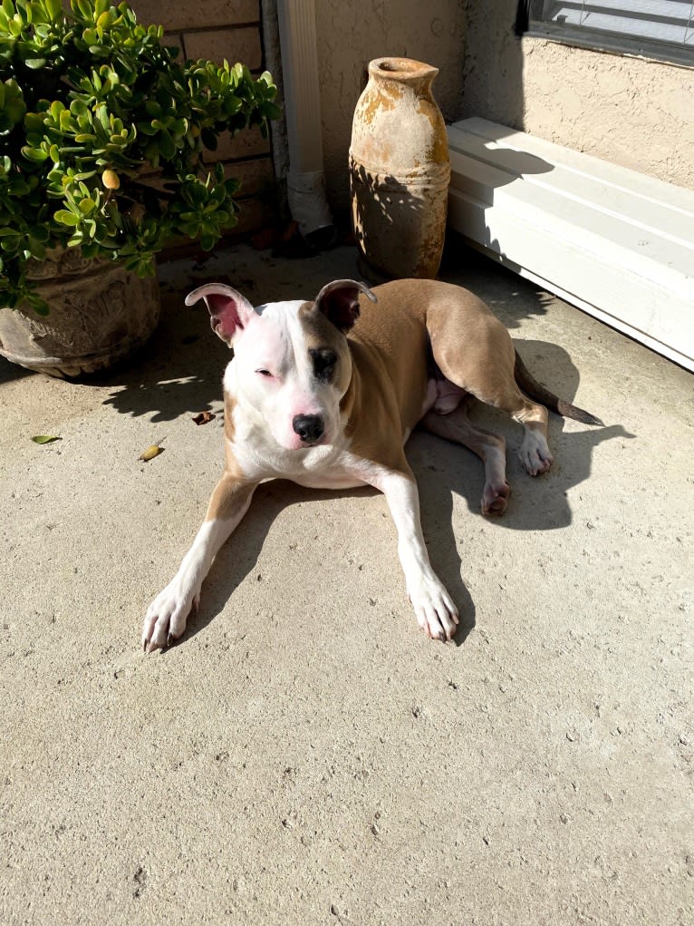 Nalu, an American Pit Bull Terrier and American Staffordshire Terrier mix tested with EmbarkVet.com