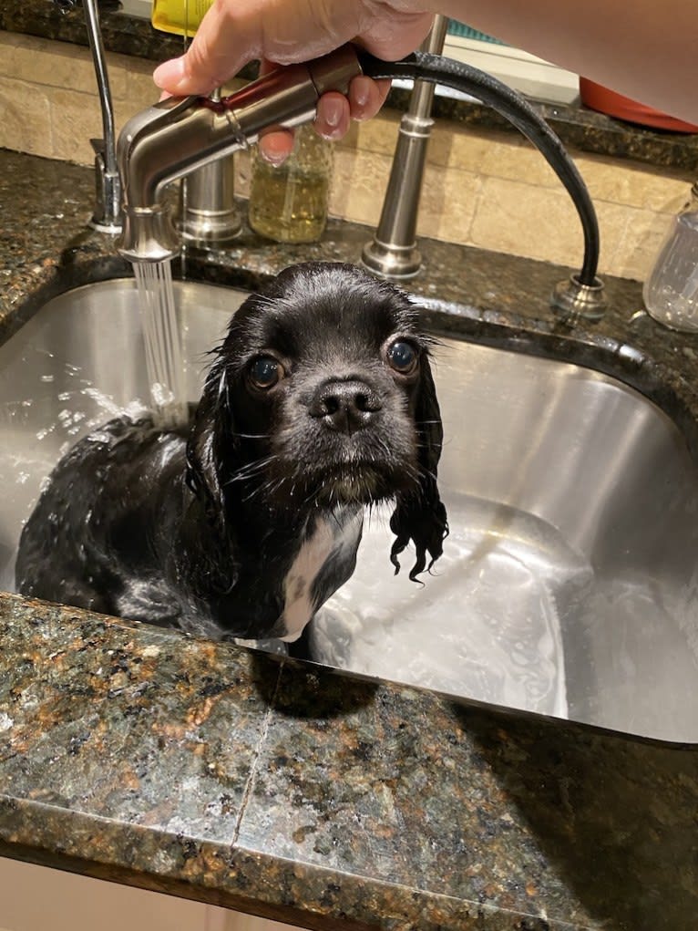 Pepper, a Cavalier King Charles Spaniel and Cocker Spaniel mix tested with EmbarkVet.com