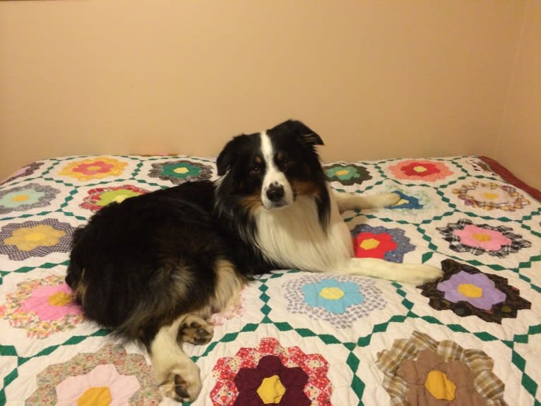 Tucker, an Australian Shepherd tested with EmbarkVet.com