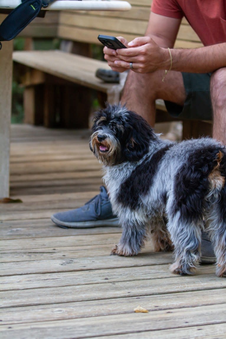 Theo, a Poodle (Small) and Cocker Spaniel mix tested with EmbarkVet.com