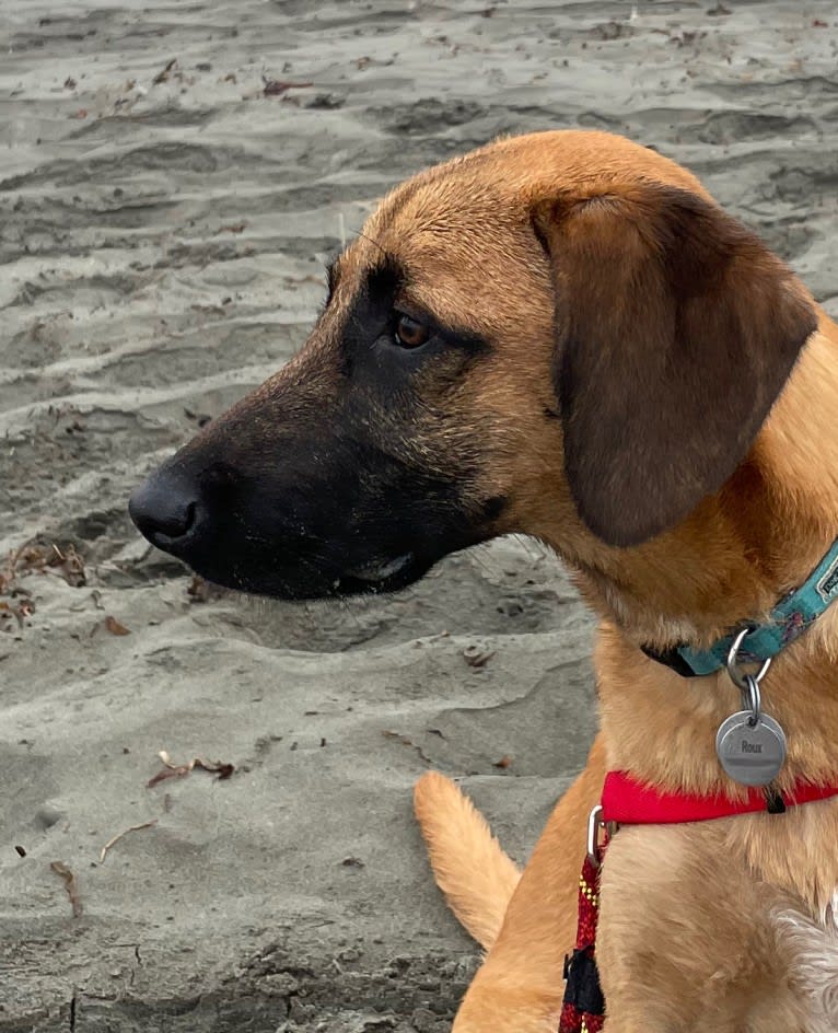 Roux, a Belgian Malinois and Beagle mix tested with EmbarkVet.com