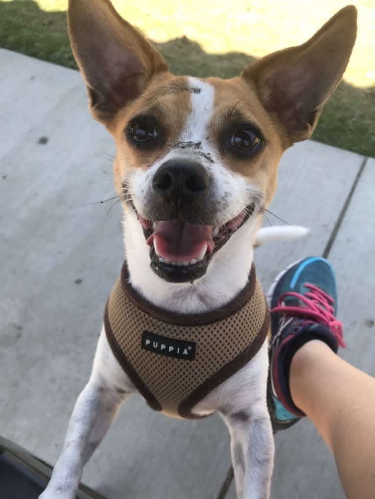 Rusty, a Chihuahua and Pekingese mix tested with EmbarkVet.com