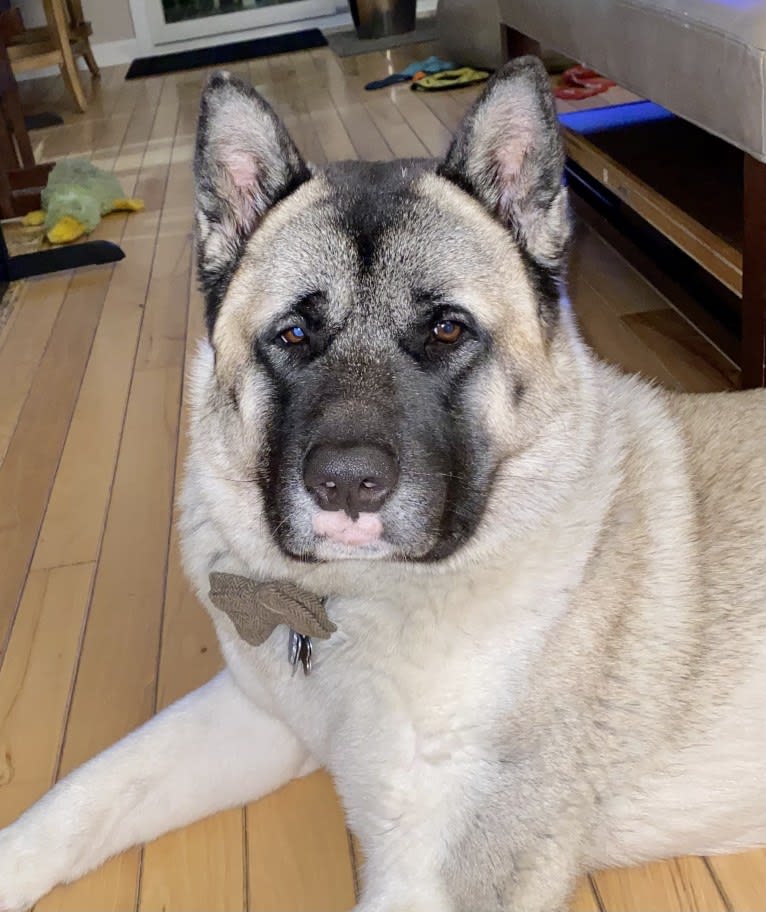 King, an Akita tested with EmbarkVet.com