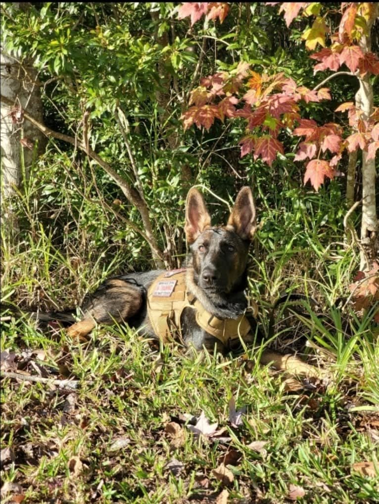 Argos Envy2 Augustine Vom Marienhof, a German Shepherd Dog tested with EmbarkVet.com