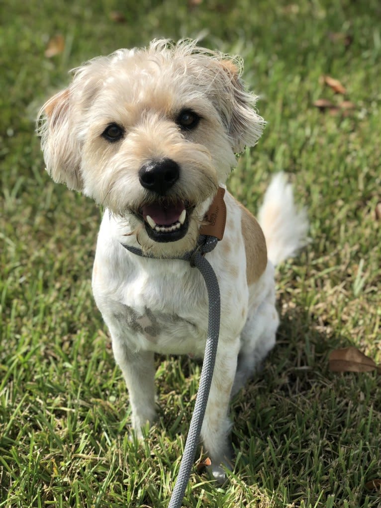 Chalupa Batman, a Yorkshire Terrier and Australian Cattle Dog mix tested with EmbarkVet.com