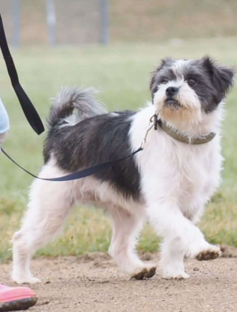 Lukas, a Shih Tzu and Chihuahua mix tested with EmbarkVet.com