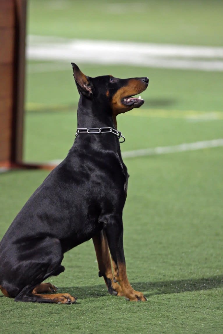 Deacon, a Doberman Pinscher tested with EmbarkVet.com