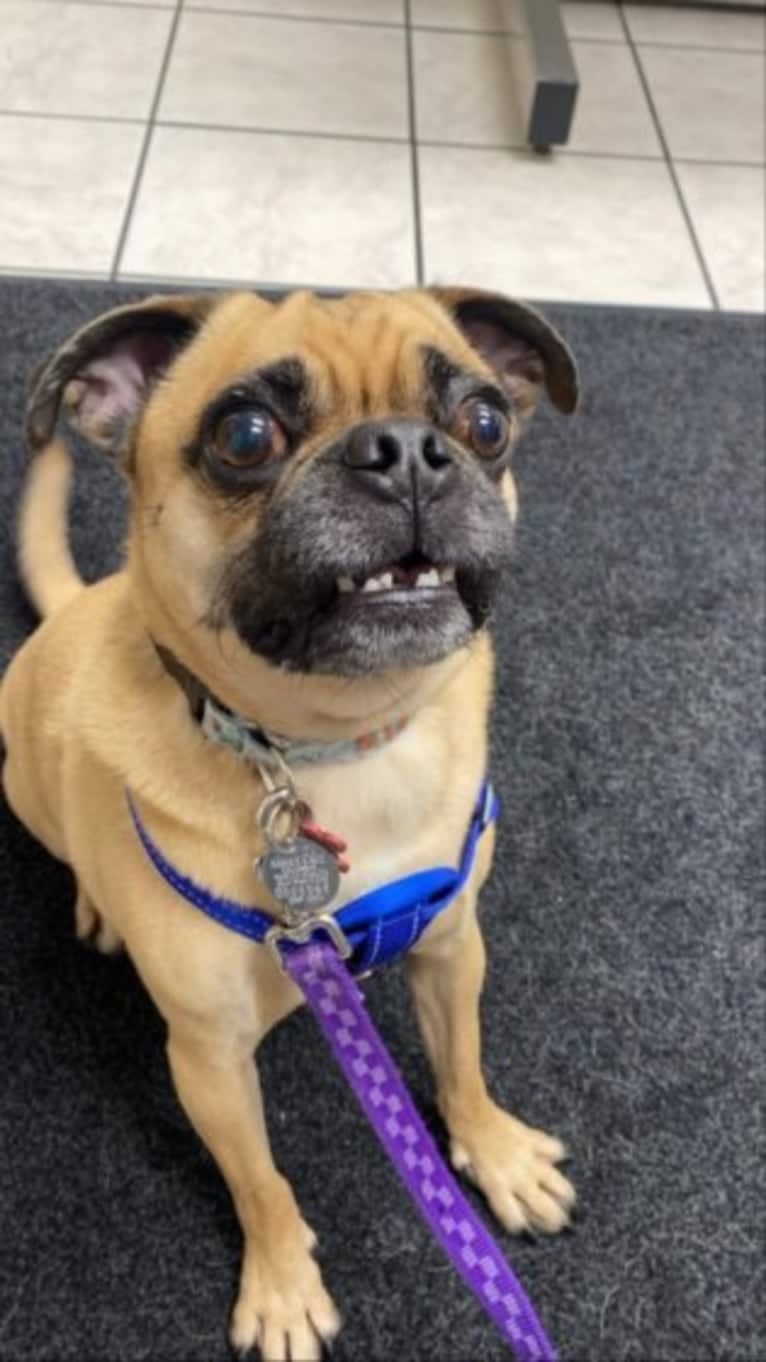 Seymour, a Pug and Beagle mix tested with EmbarkVet.com