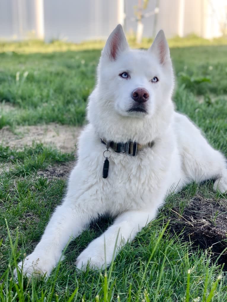 Recon, a Siberian Husky tested with EmbarkVet.com