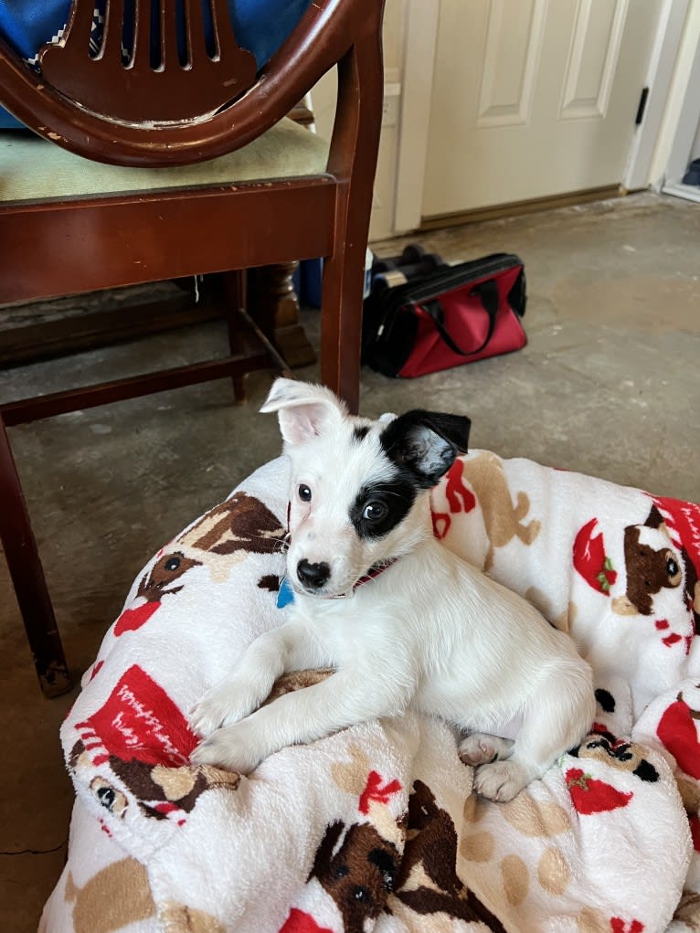 Luke Skywalker, an Australian Cattle Dog and Rat Terrier mix tested with EmbarkVet.com