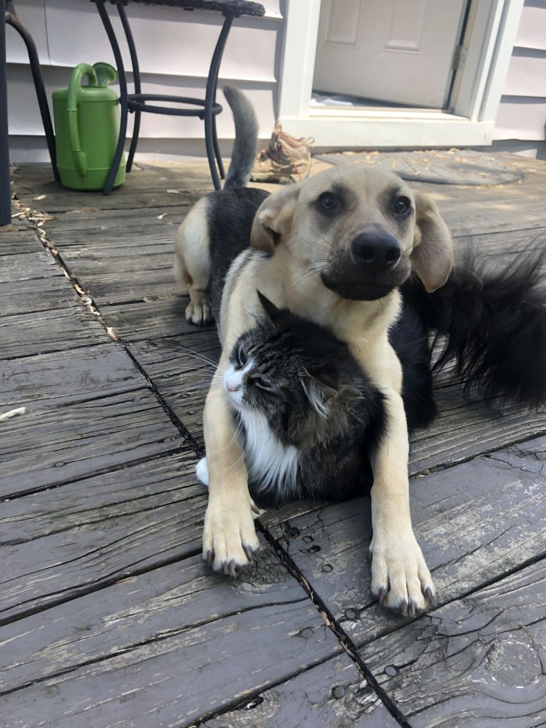 Fig, a Siberian Husky and Beagle mix tested with EmbarkVet.com