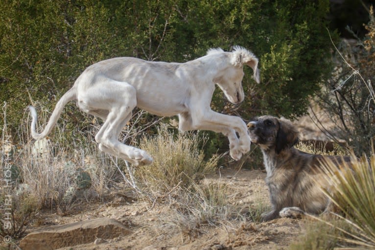 Silver, a Saluki tested with EmbarkVet.com