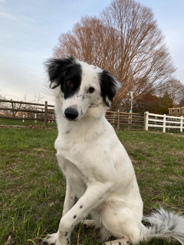 Indi, a South Asian Village Dog tested with EmbarkVet.com