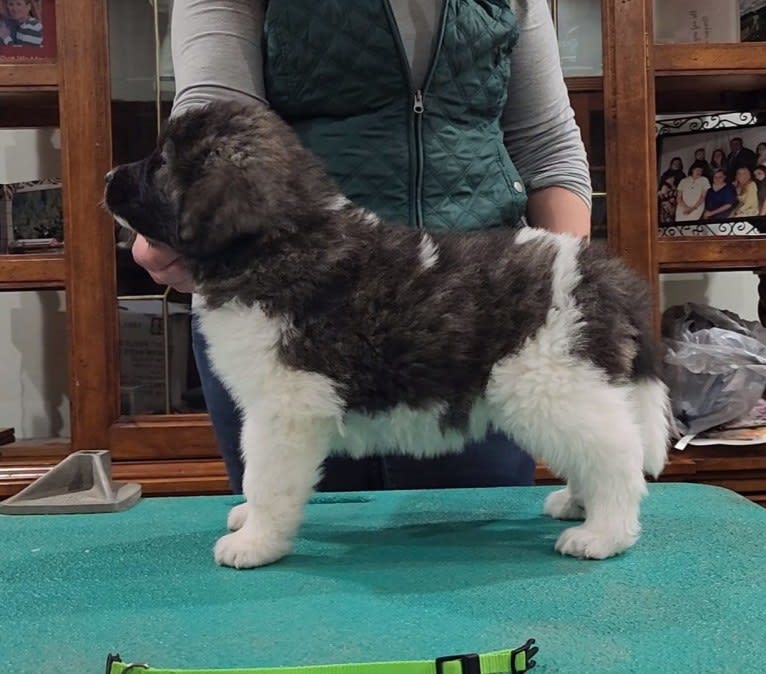 Herdanza de Estrella Polar, a Pyrenean Mastiff and Caucasian Ovcharka mix tested with EmbarkVet.com