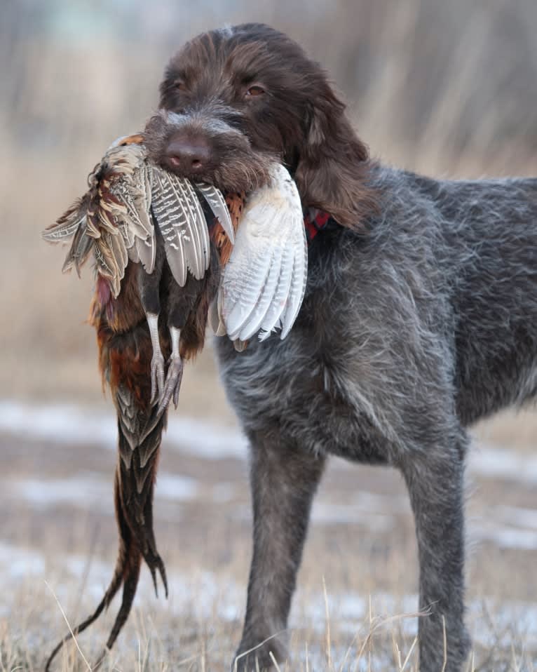 Burley of Salmon River, a Cesky Fousek and Wirehaired Pointing Griffon mix tested with EmbarkVet.com