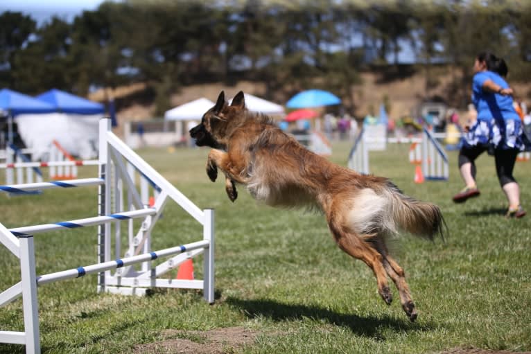 Rush, a Belgian Shepherd tested with EmbarkVet.com