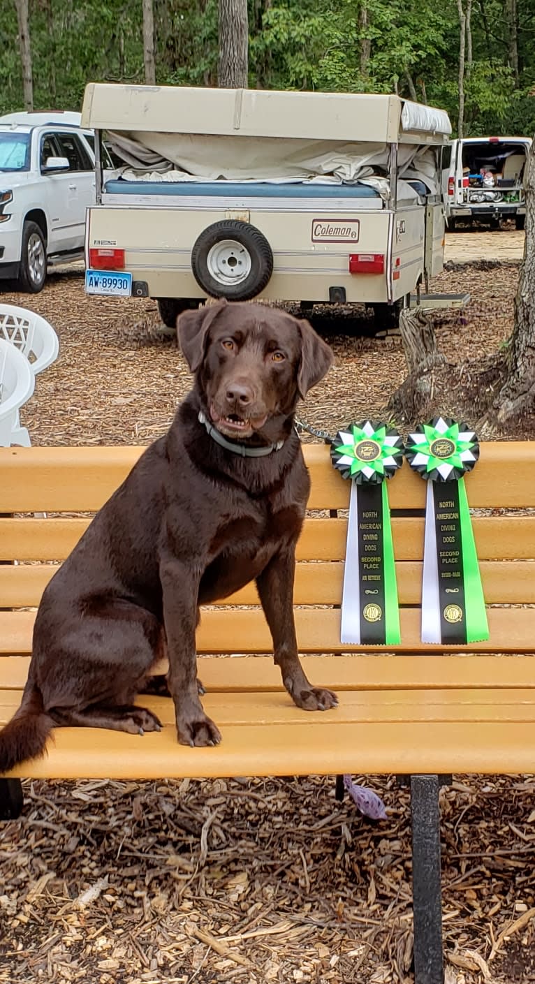 STK9s Colt45s Heart Of A Hero, a Labrador Retriever tested with EmbarkVet.com