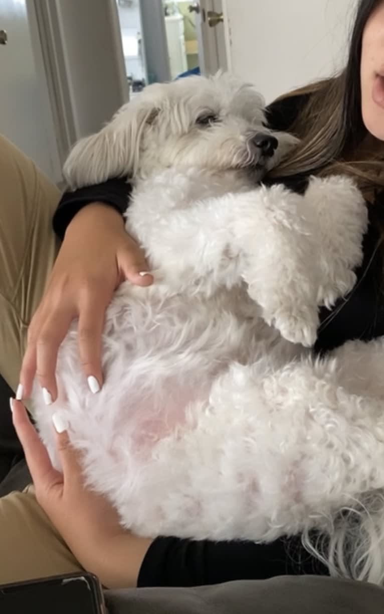 Jack, a Chinese Crested tested with EmbarkVet.com