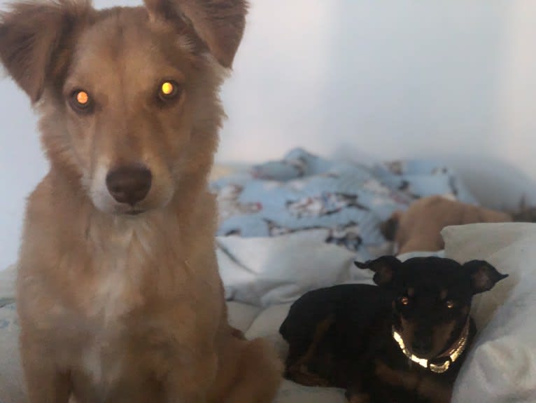 Sport, an American Pit Bull Terrier and Australian Cattle Dog mix tested with EmbarkVet.com