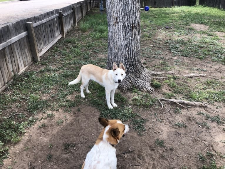 Kiva, a Border Collie and Australian Cattle Dog mix tested with EmbarkVet.com