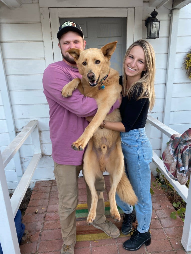 Goose, a German Shepherd Dog and Siberian Husky mix tested with EmbarkVet.com