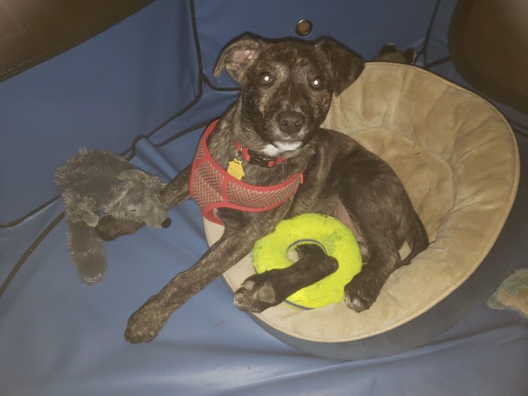 Newton, an American Bulldog and Labrador Retriever mix tested with EmbarkVet.com