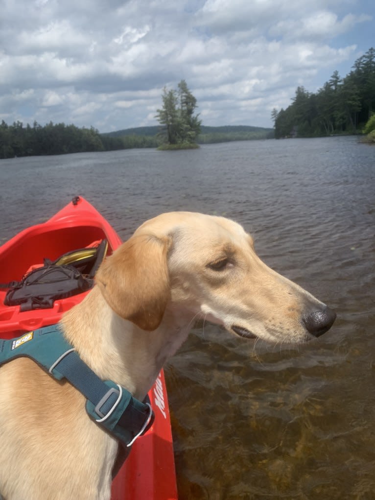 Adobo, a Saluki tested with EmbarkVet.com