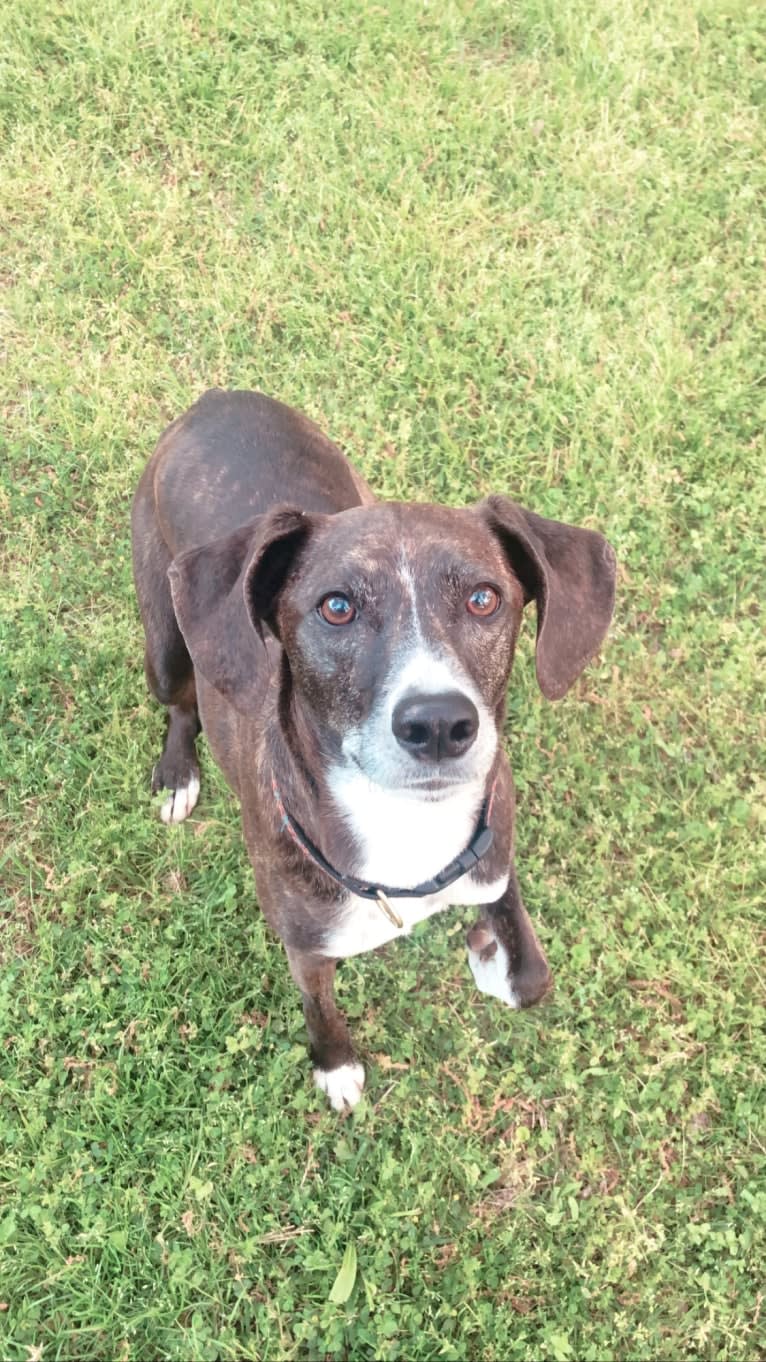 Hannah, a Mountain Cur tested with EmbarkVet.com