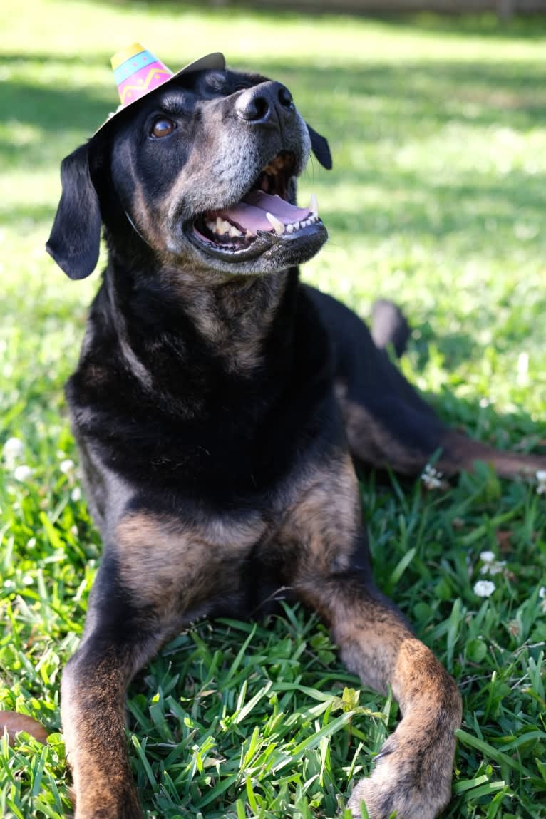 Talon, a Labrador Retriever and Treeing Walker Coonhound mix tested with EmbarkVet.com