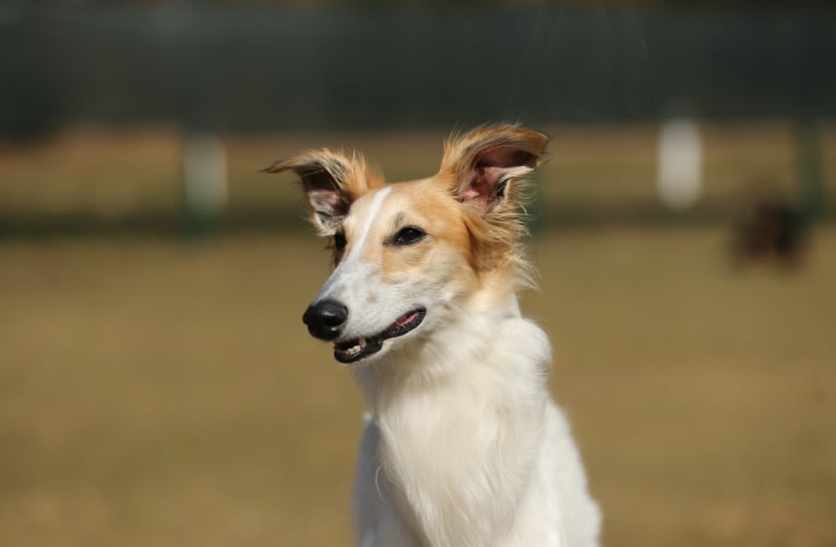 Starborough Kissed by Fate - Kimmy, a Silken Windhound tested with EmbarkVet.com