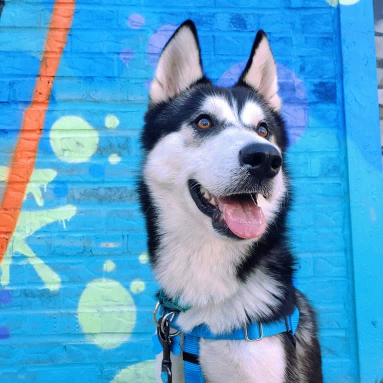 Zulia, a Siberian Husky and Chow Chow mix tested with EmbarkVet.com