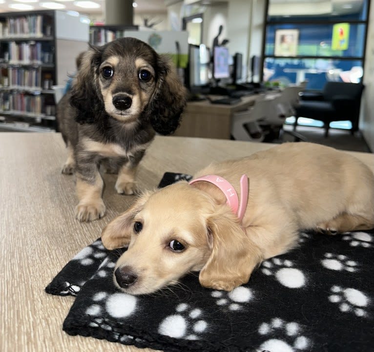 Daisy, a Dachshund tested with EmbarkVet.com