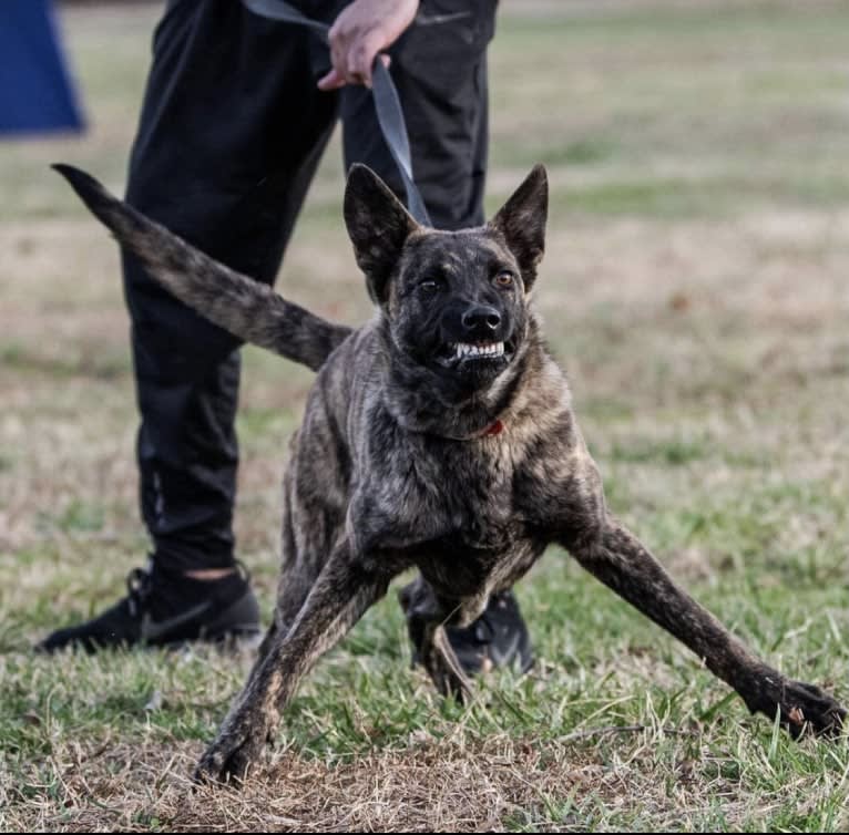 Jinx Van Patriot, a Dutch Shepherd and German Shepherd Dog mix tested with EmbarkVet.com