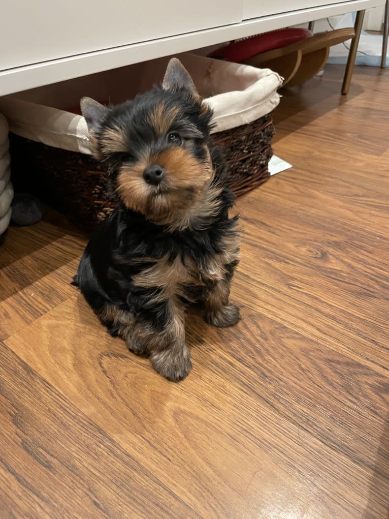 Abbey, a Yorkshire Terrier tested with EmbarkVet.com